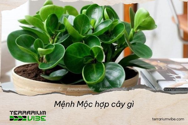 mệnh mộc hợp cây gì