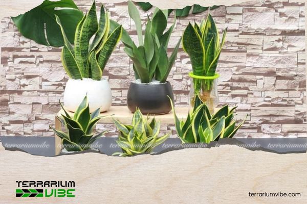 Mệnh Thủy hợp cây gì? Top cây phong thủy mang lại may mắn, tài lộc 2 Mệnh Thủy nên ưu tiên trồng cây thuộc hành Kim và hành Thủy