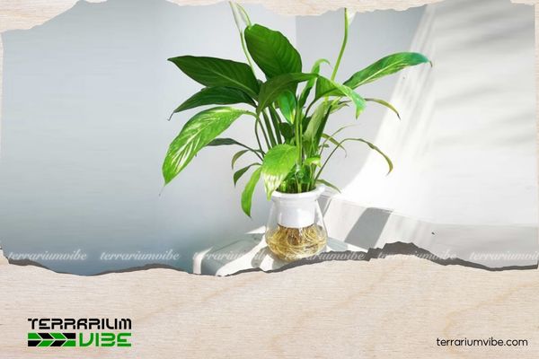 Mệnh Thủy hợp cây gì? Top cây phong thủy mang lại may mắn, tài lộc 4 Hoa Lan Ý màu trắng thuộc hành Kim (Kim sinh Thủy) thu hút năng lượng tốt cho gia chủ