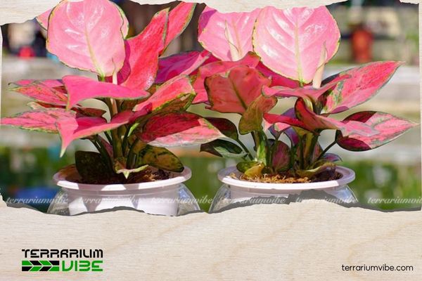 Mệnh Thủy hợp cây gì? Top cây phong thủy mang lại may mắn, tài lộc 6 Người mệnh Thủy cần tránh các loại cây có màu đỏ (Thủy khắc Hỏa)