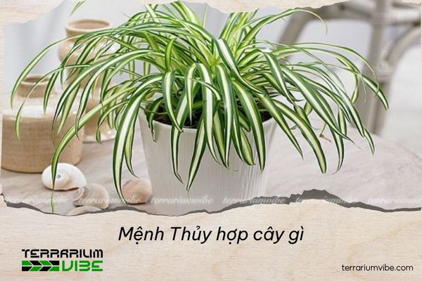 mệnh thủy hợp cây gì