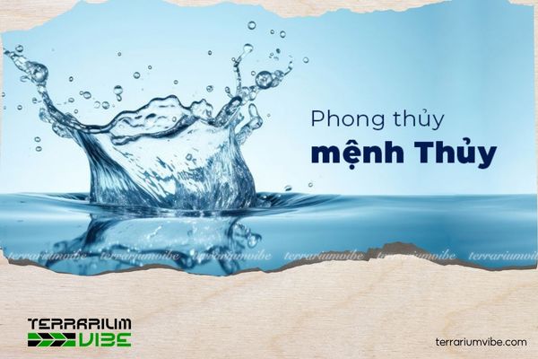 Mệnh Thủy nên trồng cây gì trước nhà để may mắn và vượng khí? 1 Đặc điểm phong thủy người mệnh Thủy