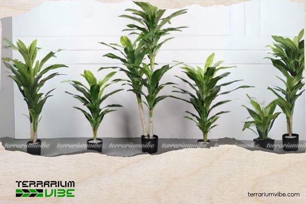 Mệnh Thủy nên trồng cây gì trước nhà để may mắn và vượng khí? 2 Nguyên tắc chọn cây hợp mệnh Thủy