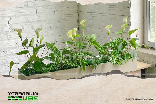 Mệnh Thủy nên trồng cây gì trước nhà để may mắn và vượng khí? 3 Cây Lan Ý hợp trồng trước nhà, mang đến sự bình an, hòa hợp cho gia chủ mệnh Thủy