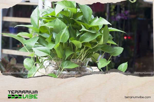 Mệnh Thủy nên trồng cây gì trước nhà để may mắn và vượng khí? 5 Cây Trầu Bà Thủy Sinh hợp với người mệnh Thủy, có thể đặt trước hiên nhà
