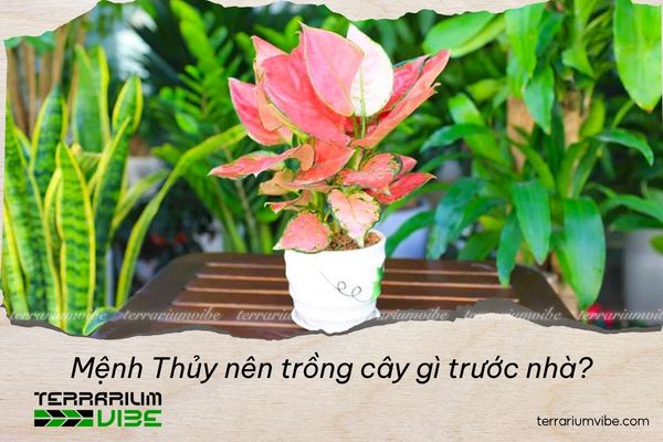 mệnh thủy nên trồng cây gì trước nhà