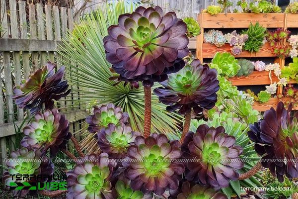 Sen Đá Aeonium 1 Tìm hiểu hồ sơ sinh học cơ bản của Sen Đá Aeonium