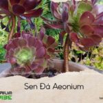 sen đá aeonium