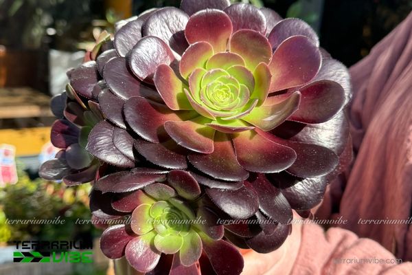 Sen Đá Aeonium 2 Sen Đá Aeonium sinh trưởng tự nhiên trên các vách đá khô cằn