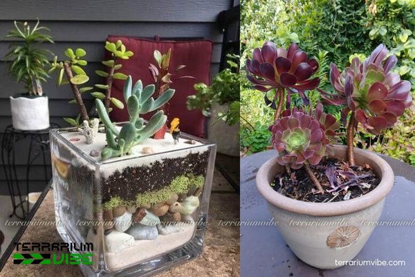 Sen Đá Aeonium 3 Aeonium phù hợp terrarium thông thoáng, kết hợp cây sen đá và xương rồng