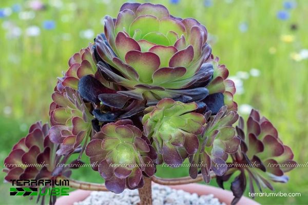 Sen Đá Aeonium 4 Các yếu tố môi trường tự nhiên cần đảm bảo để Sen Đá Aeonium xanh tốt