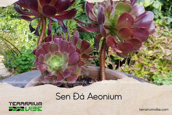 sen-da-aeonium sen đá aeonium
