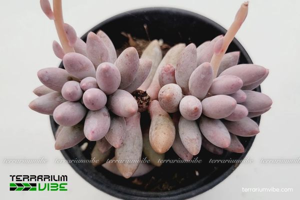 Sen Đá Baby Finger 1 Tìm hiểu hồ sơ sinh học cơ bản Sen Đá Baby Finger