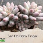sen đá baby finger