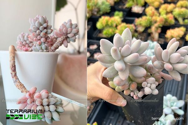 Sen Đá Baby Finger 3 Sen Đá Baby Finger nổi bật trong terrarium khô thoáng với vẻ đẹp nhỏ gọn và độc đáo