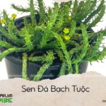 sen đá bạch tuộc