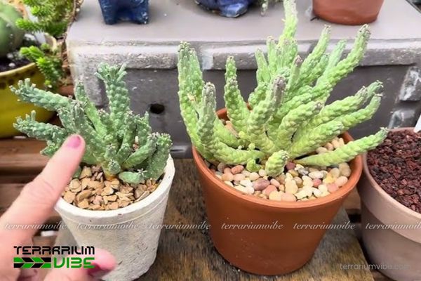 Sen Đá Bạch Tuộc 2 Sen Đá Bạch Tuộc bản địa Nam Phi, sống ở vùng đá ven biển khô cằn
