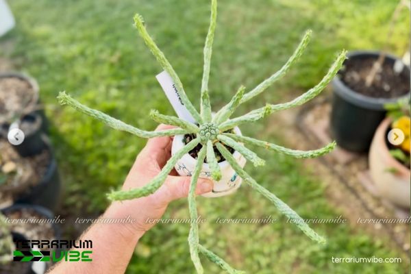 Sen Đá Bạch Tuộc 3 Sen Đá Bạch Tuộc có thể các loài cây thủy sinh tạo chiều sâu tiểu cảnh