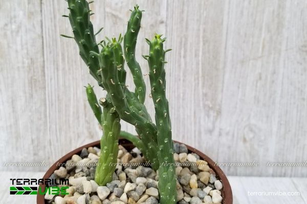 Sen Đá Bạch Tuộc 4 Điều kiện môi trường cần thiết cần thiết chăm cây Sen Đá Bạch Tuộc