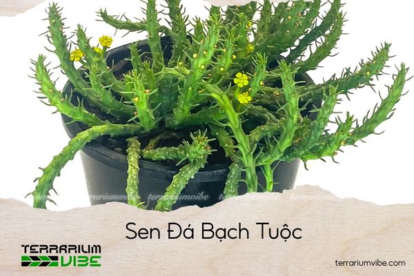 sen-da-bach-tuoc sen đá bạch tuộc