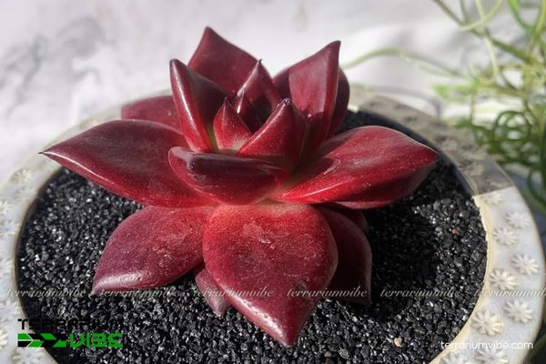 Sen Đá Đế Vương Đỏ 3 Sen Đá Đế Vương Đỏ ưa khô nên thích hợp trồng trong terrarium mở