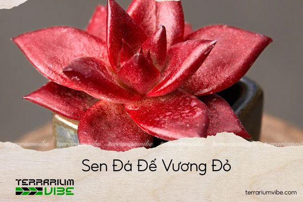 sen-da-de-vuong-do Sen Đá Đế Vương Đỏ