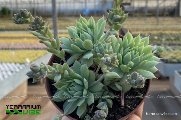 Sen Đá Dù Kim 1 Sơ lược hồ sơ sinh học của Sen Đá Dù Kim