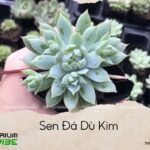 sen đá dù kim