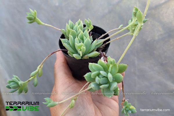 Sen Đá Dù Kim 3 Sen Đá Dù Kim kết hợp hài hòa cùng các loài sen đá và xương rồng mini