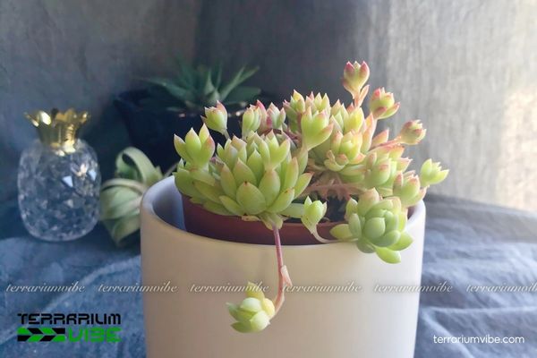 Sen Đá Dù Kim 4 Các yếu tố môi trường cần lưu ý khi trồng Sen Đá Dù Kim
