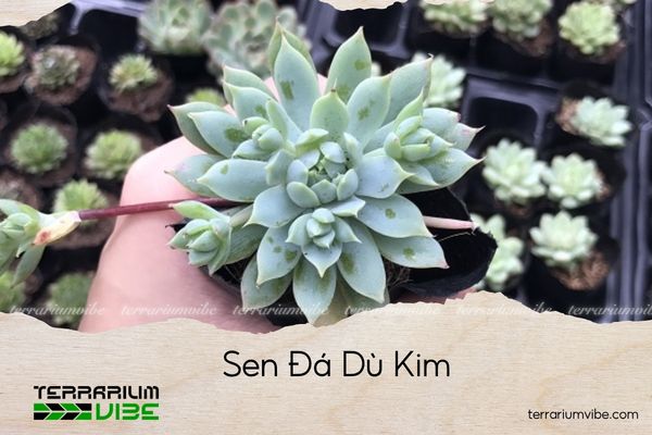 sen-da-du-kim sen đá dù kim