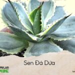sen đá dứa