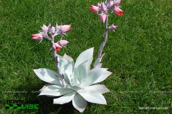 Sen Đá Hạc Trắng 3 Sen đá Hạc Trắng kết hợp hài hòa cùng các loài cây chịu khô