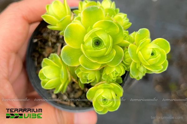 Sen Đá Hoa Hồng Xanh 2 Sen Đá Hoa Hồng Xanh sinh trưởng trên vách đá núi lửa, nơi khô hạn