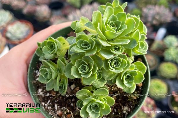 Sen Đá Hoa Hồng Xanh 3 Sen Đá Hoa Hồng Xanh phù hợp trồng trong tiểu cảnh khô
