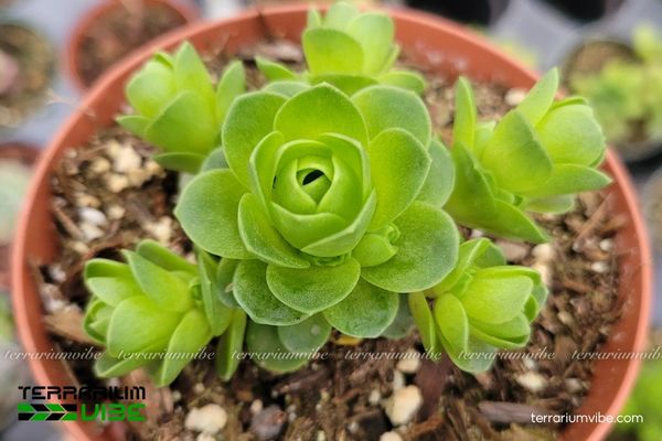 Sen Đá Hoa Hồng Xanh 4 Các yếu tố môi trường chăm sóc cần thiết cho Sen Đá Hoa Hồng Xanh