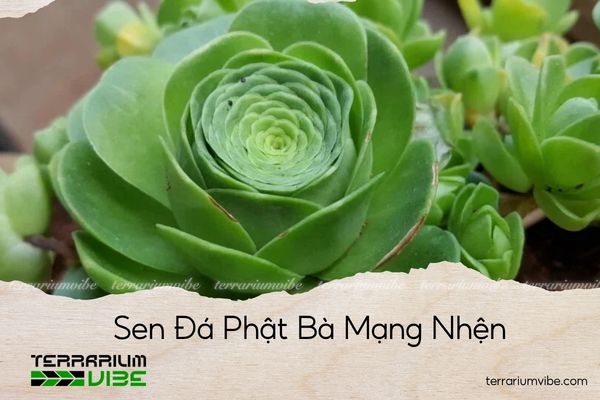 sen-da-hoa-hong-xanh sen đá hoa hồng xanh