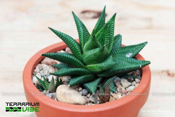 Sen Đá Móng Rồng Xoáy 1 Tìm hiểu hồ sơ sinh học cơ bản của Sen Đá Móng Rồng Xoáy