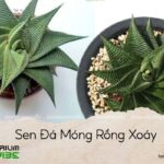 sen đá móng rồng xoáy
