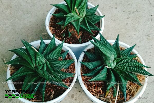 Sen Đá Móng Rồng Xoáy 2 Sen Đá Móng Rồng Xoáy sinh trưởng trên vùng đất sỏi khô cằn