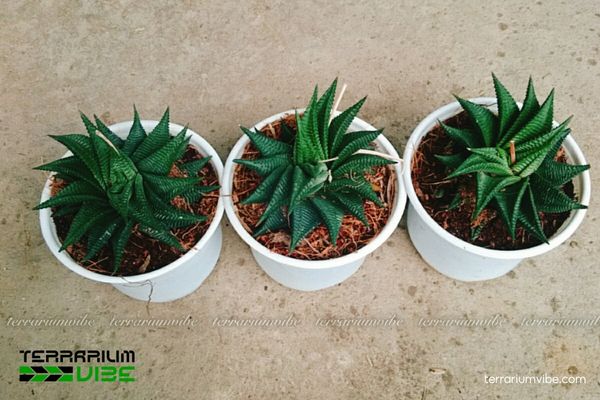 Sen Đá Móng Rồng Xoáy 3 Terrarium mở là lựa chọn lý tưởng giúp Sen Đá Móng Rồng Xoáy phát triển
