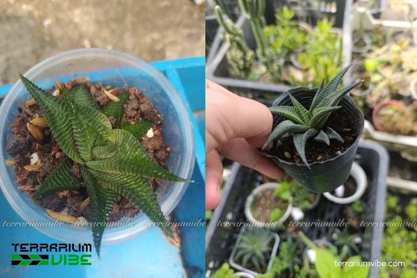 Sen Đá Móng Rồng Xoáy 4 Các yếu tố môi trường cần thiết chăm Sen Đá Móng Rồng Xoáy