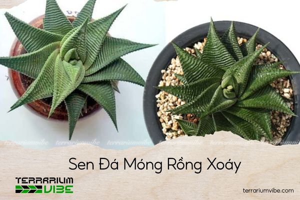 sen-da-mong-rong-xoay sen đá móng rồng xoáy