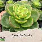 sen đá nuda
