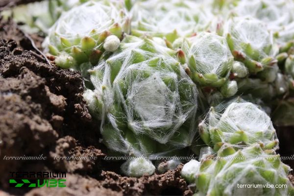 Sen Đá Phật Bà Mạng Nhện 1 Tìm hiểu đặc điểm sinh học cơ bản của Sen Đá Phật Bà Mạng Nhện