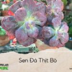sen đá thịt bò