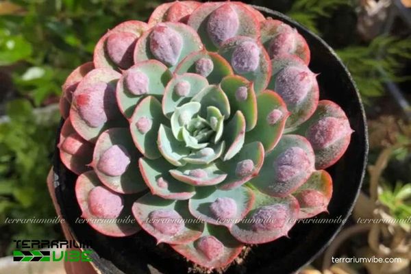 Sen Đá Thịt Bò 4 Các yếu tố môi trường cơ bản cần thiết trồng cây Sen Đá Thịt Bò
