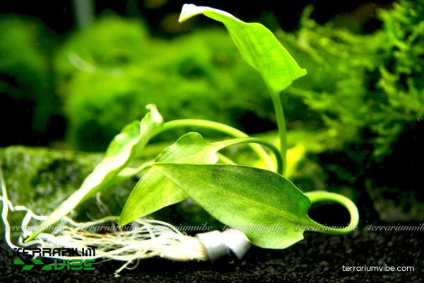 Tiêu Thảo Lá Đào 1 Tìm hiểu thông tin sinh học Tiêu Thảo Lá Đào