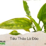 tiêu thảo lá đào
