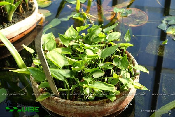 Tiêu Thảo Lá Đào 2 Tiêu Thảo Lá Đào trong môi trường suối nông, ẩm mát và giàu dinh dưỡng